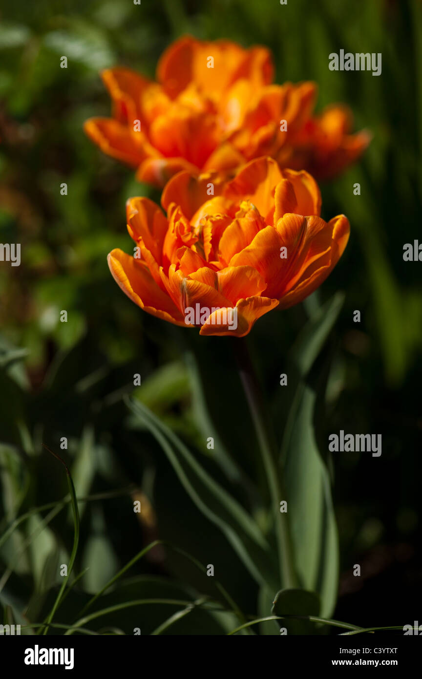 Tulipa 'Orange Princess' in bloom Stock Photo
