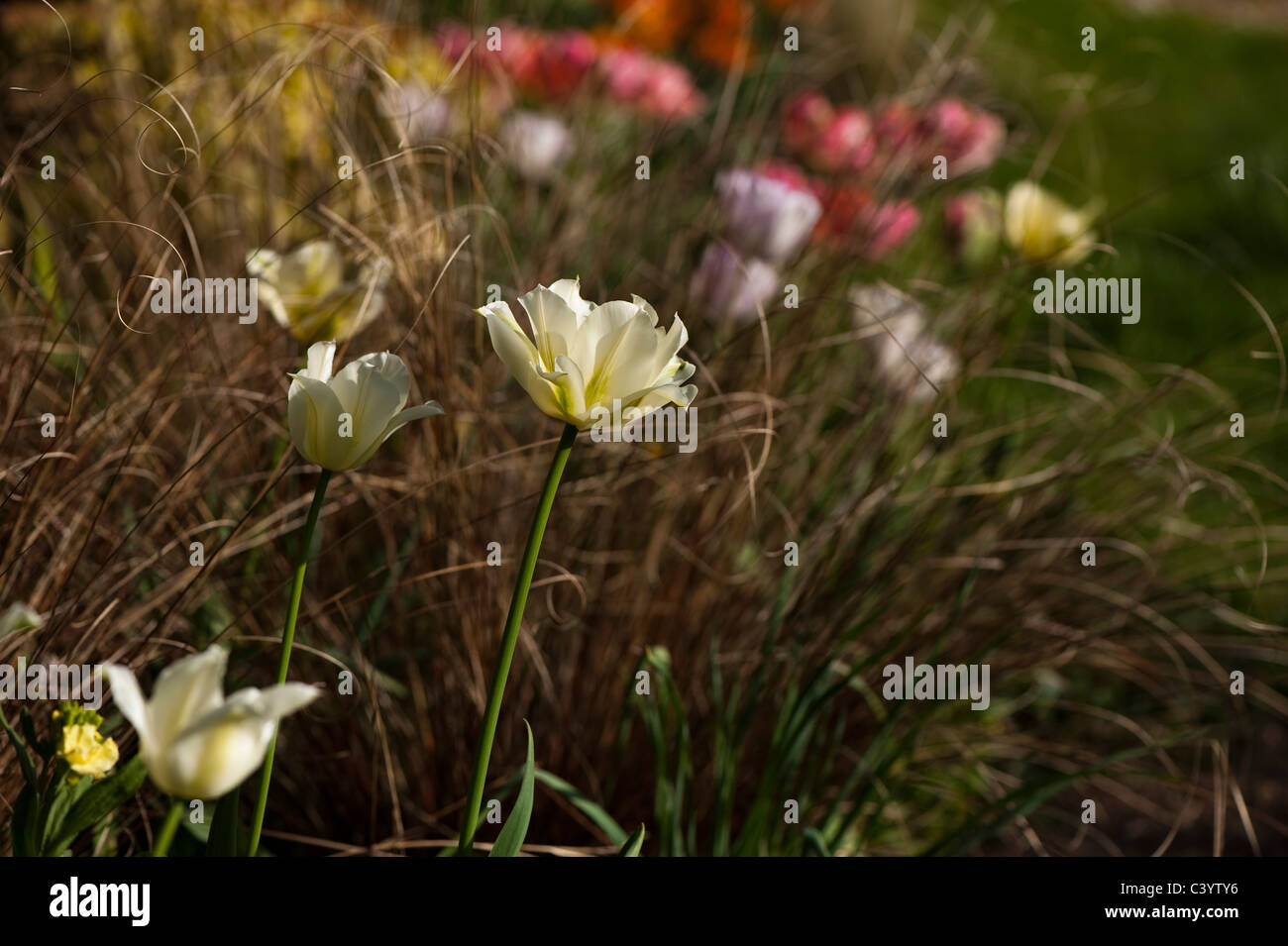 Tulipa 'Spring Green' with Carex comans Bronze in the background Stock Photo
