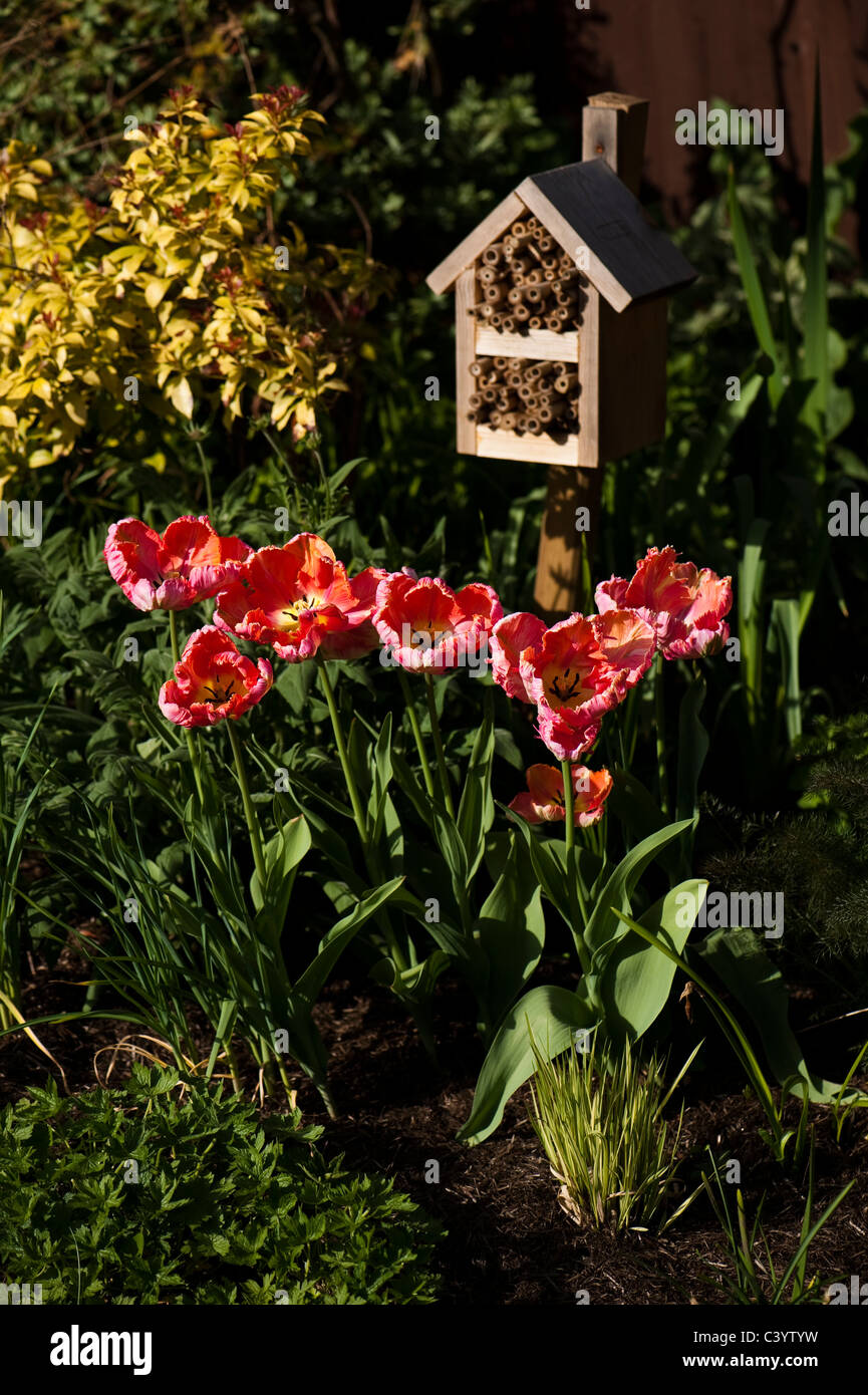 Tulipa 'Apricot Parrot' and an insect house Stock Photo