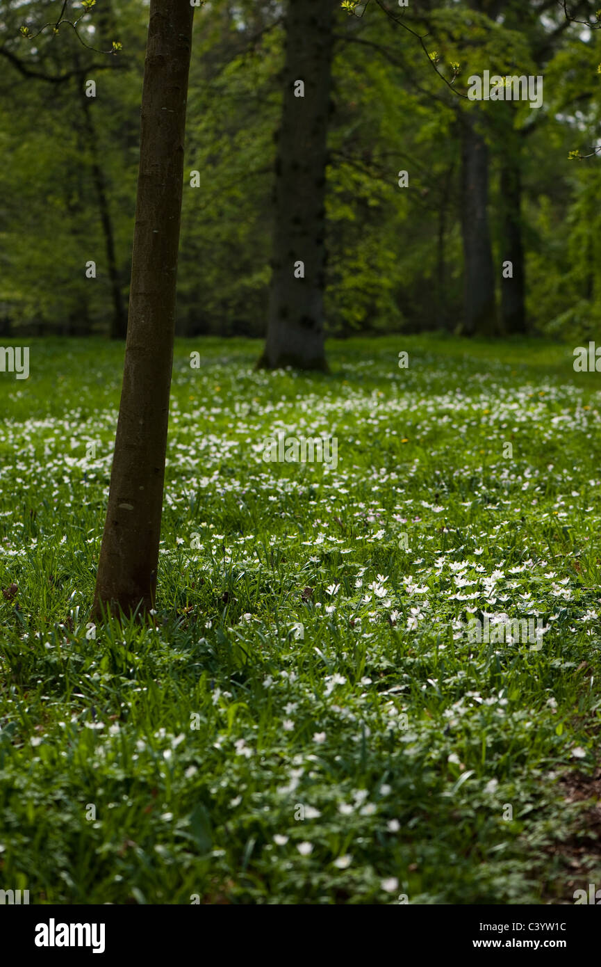 Anemone nemorosa, Wood Anemones, in flower at Westonbirt Arboretum