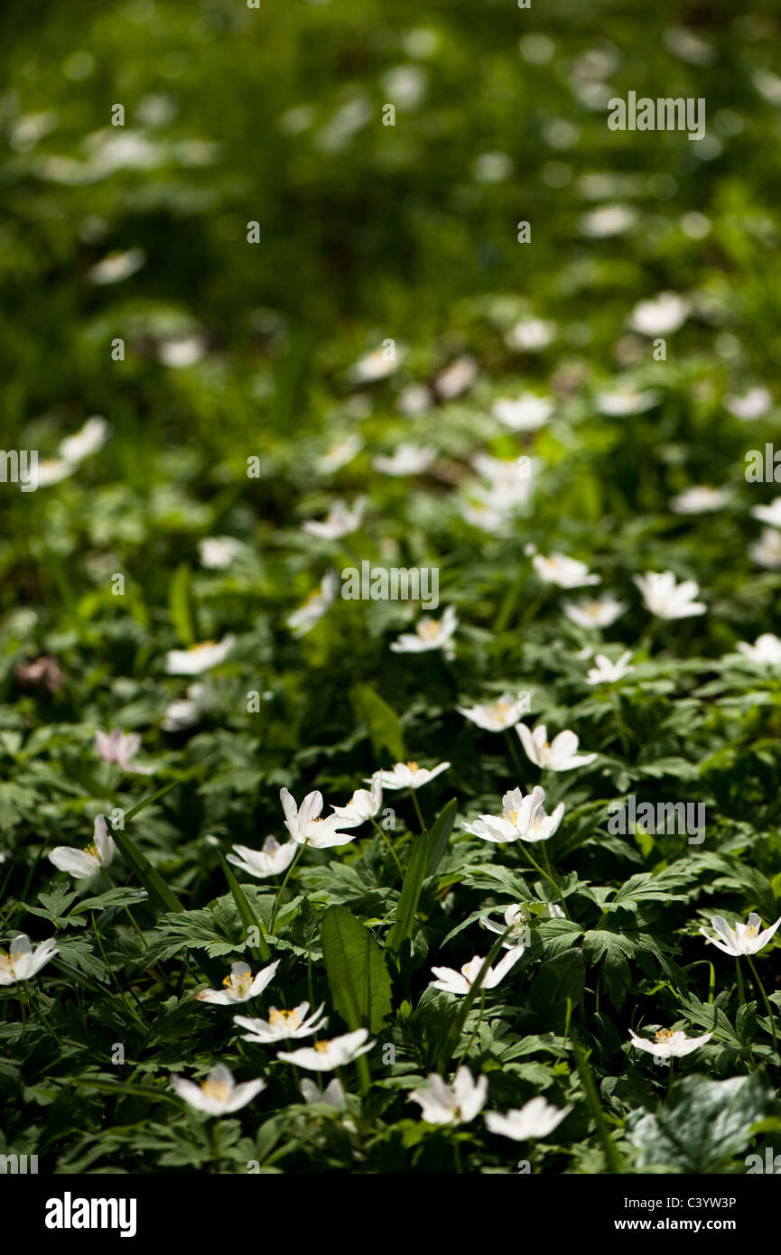 Anemone nemorosa, Wood Anemones, in flower Stock Photo Alamy
