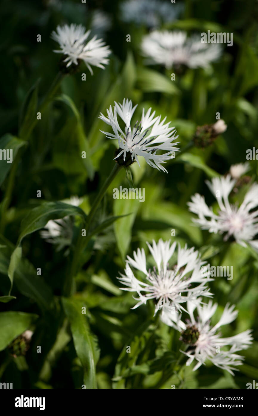Centaurea Montana ‘Alba’ Stock Photo