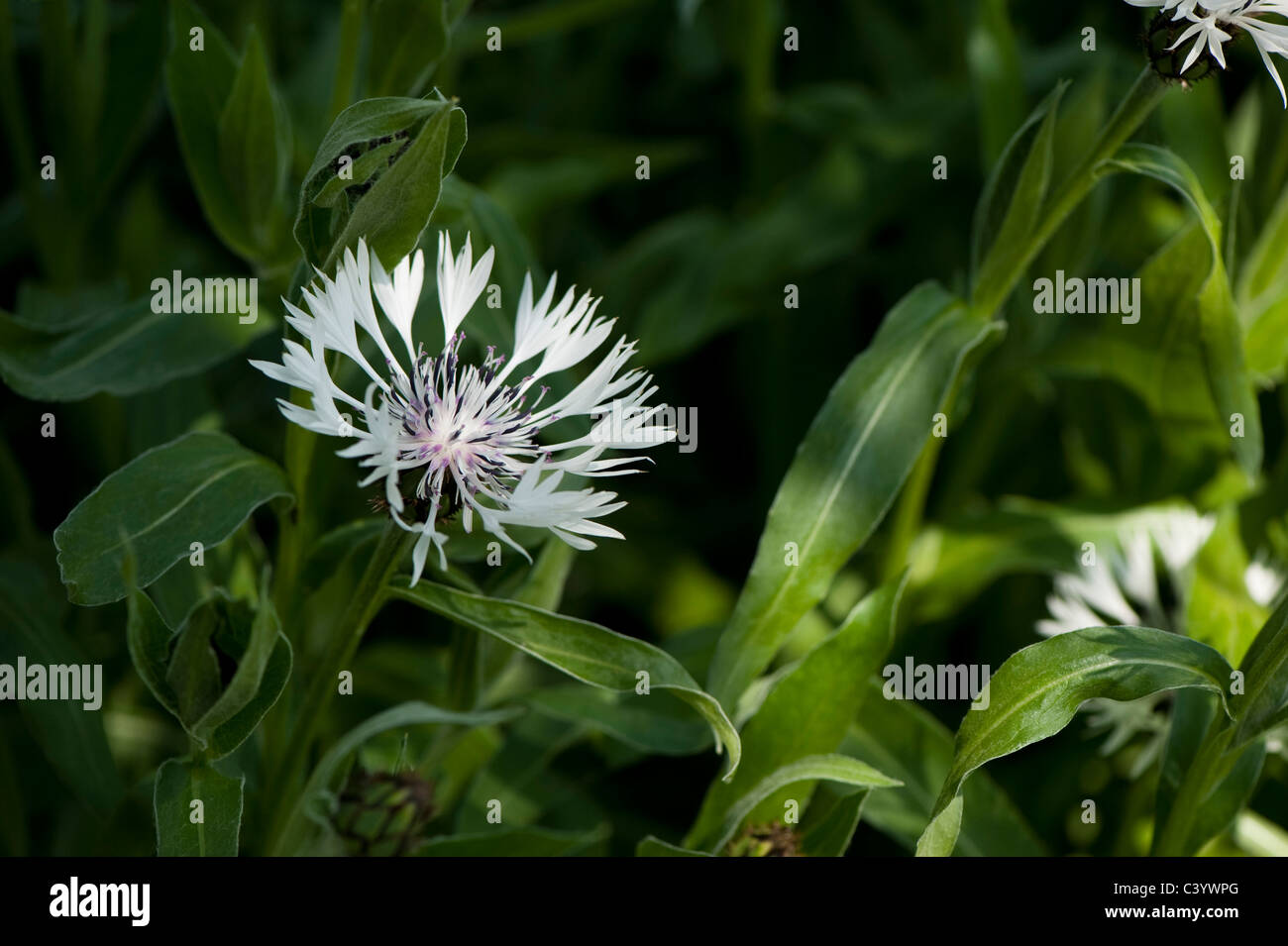 Centaurea Montana ‘Alba’ Stock Photo