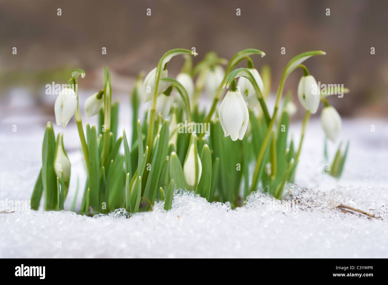 Snowdrop flowers growing under the snow, spring time Stock Photo