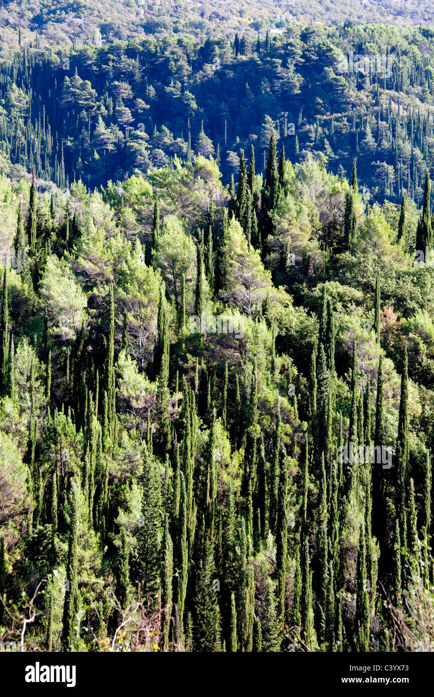 Croatia, Europe, nature, wood, forest, trees, cypresses Stock Photo