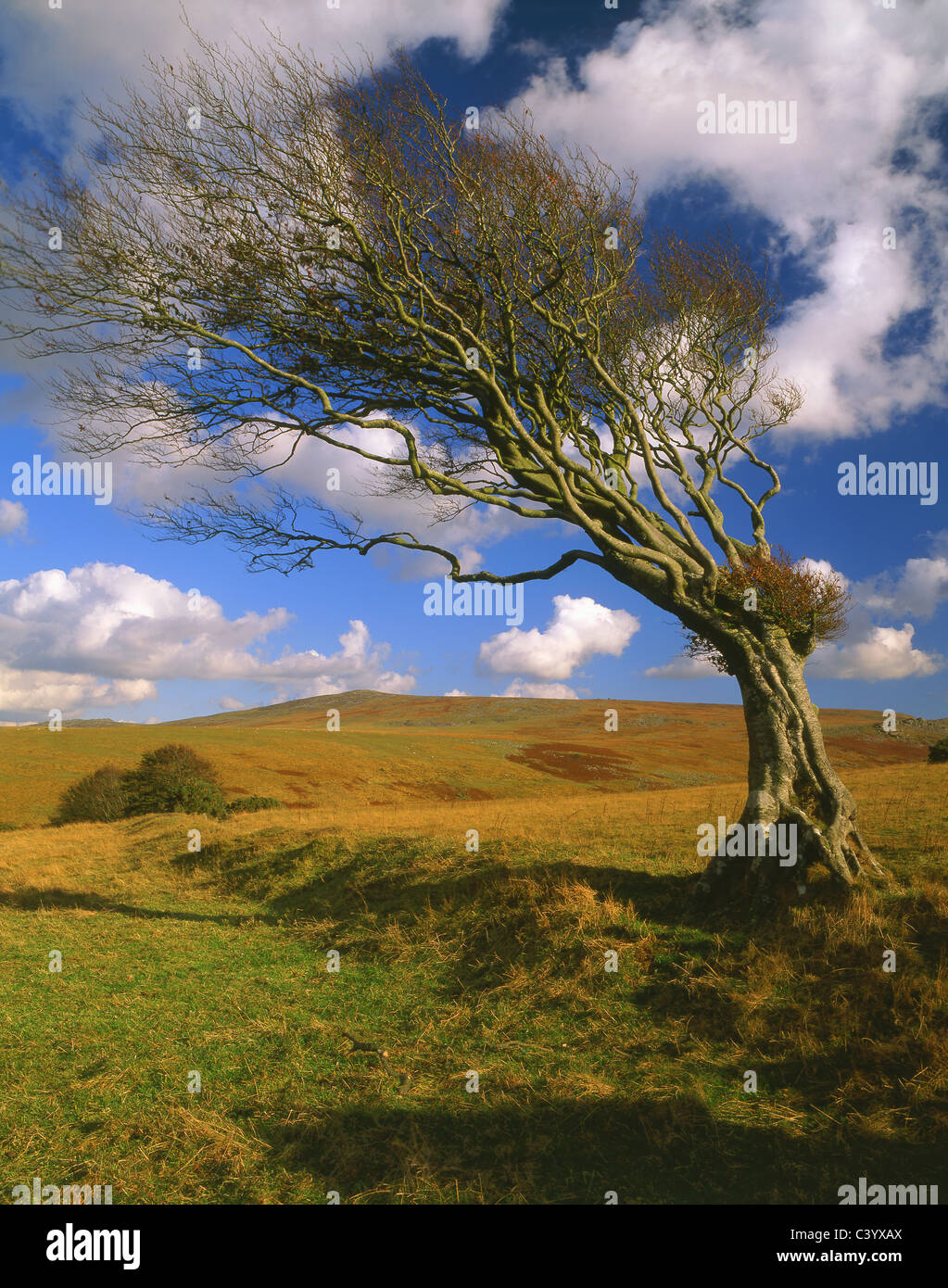 UK,Devon,Dartmoor,Near Okehampton,Prewley Moor looking towards Yes Tor Stock Photo