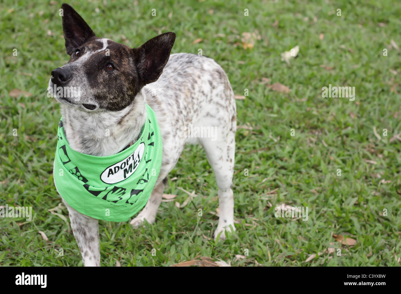 Three Legged Dog Stock Photo Alamy