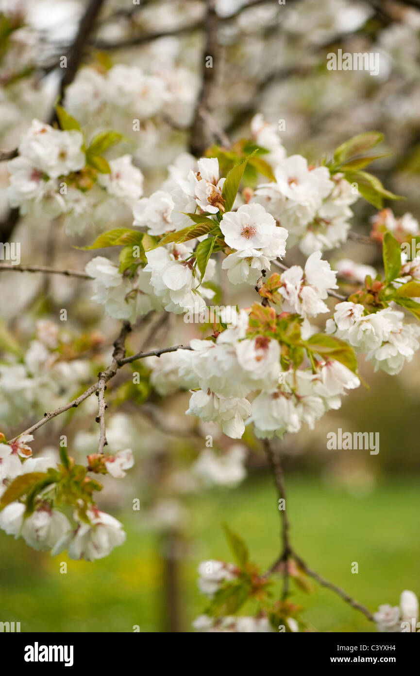 Prunus ‘Shirotae’, Japanese Cherry Tree, in flower Stock Photo