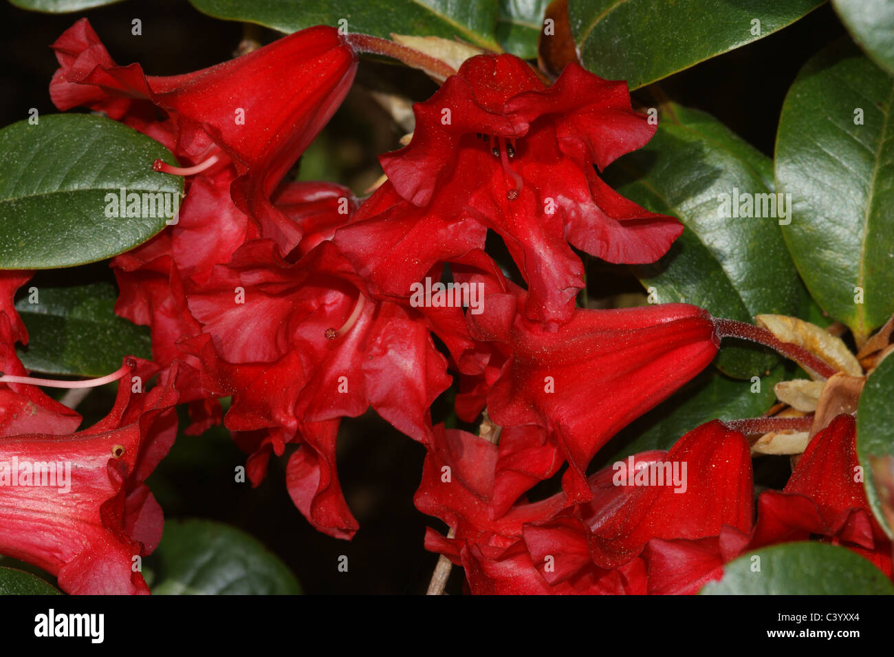 Rhododendron 'The Lizard' Stock Photo