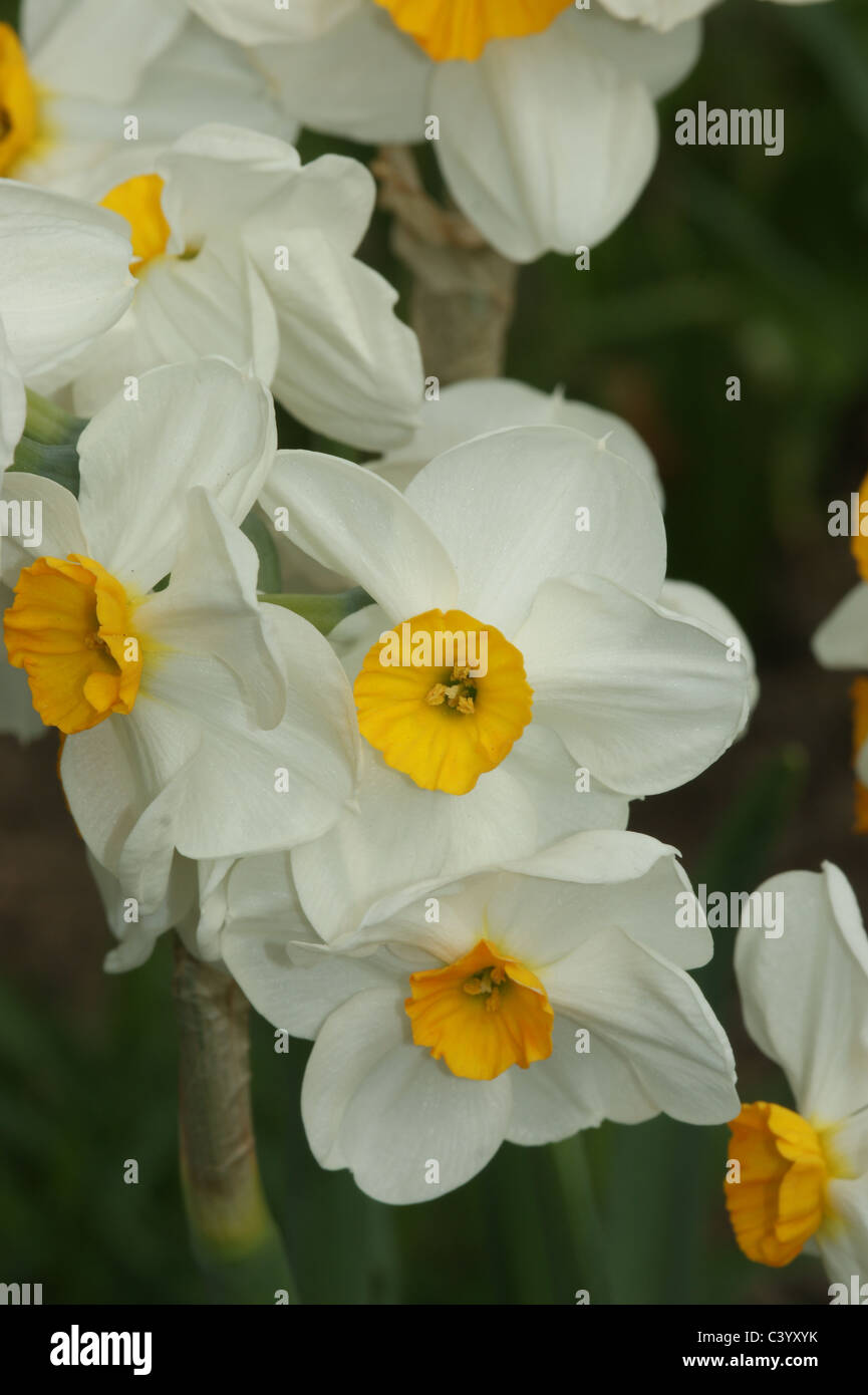 Narcissus geranium hi-res stock photography and images - Alamy