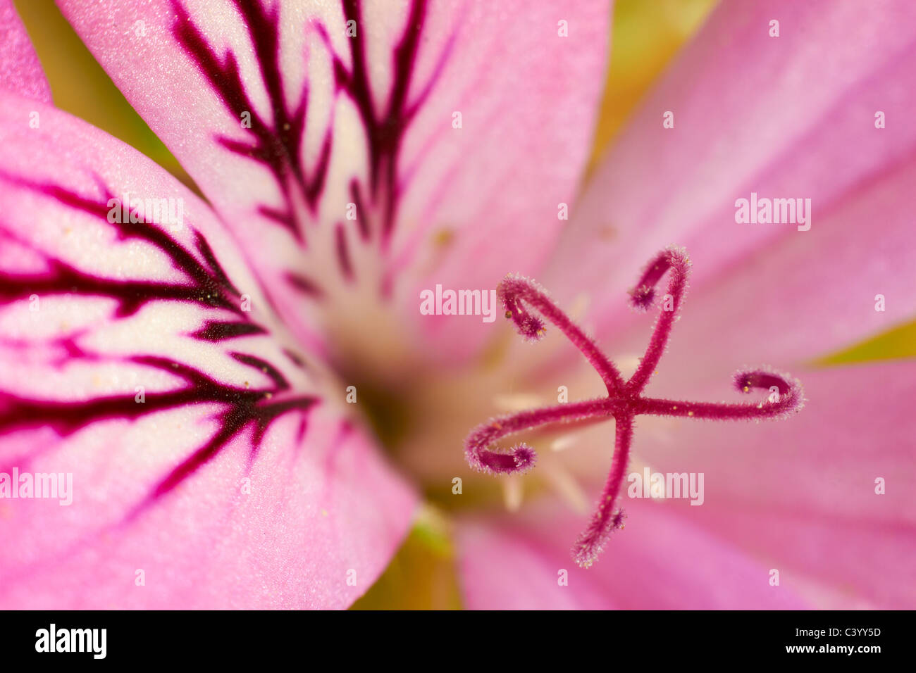 Purple details flower hi-res stock photography and images - Alamy
