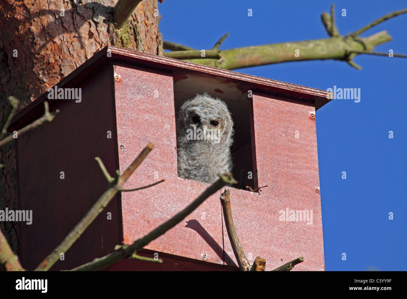 Young Tawny owl in nestbox Stock Photo