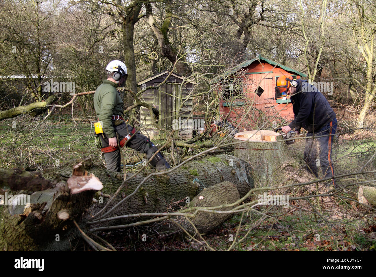 Tree surgeons tidying up after felling dangerous old oak tree Stock Photo