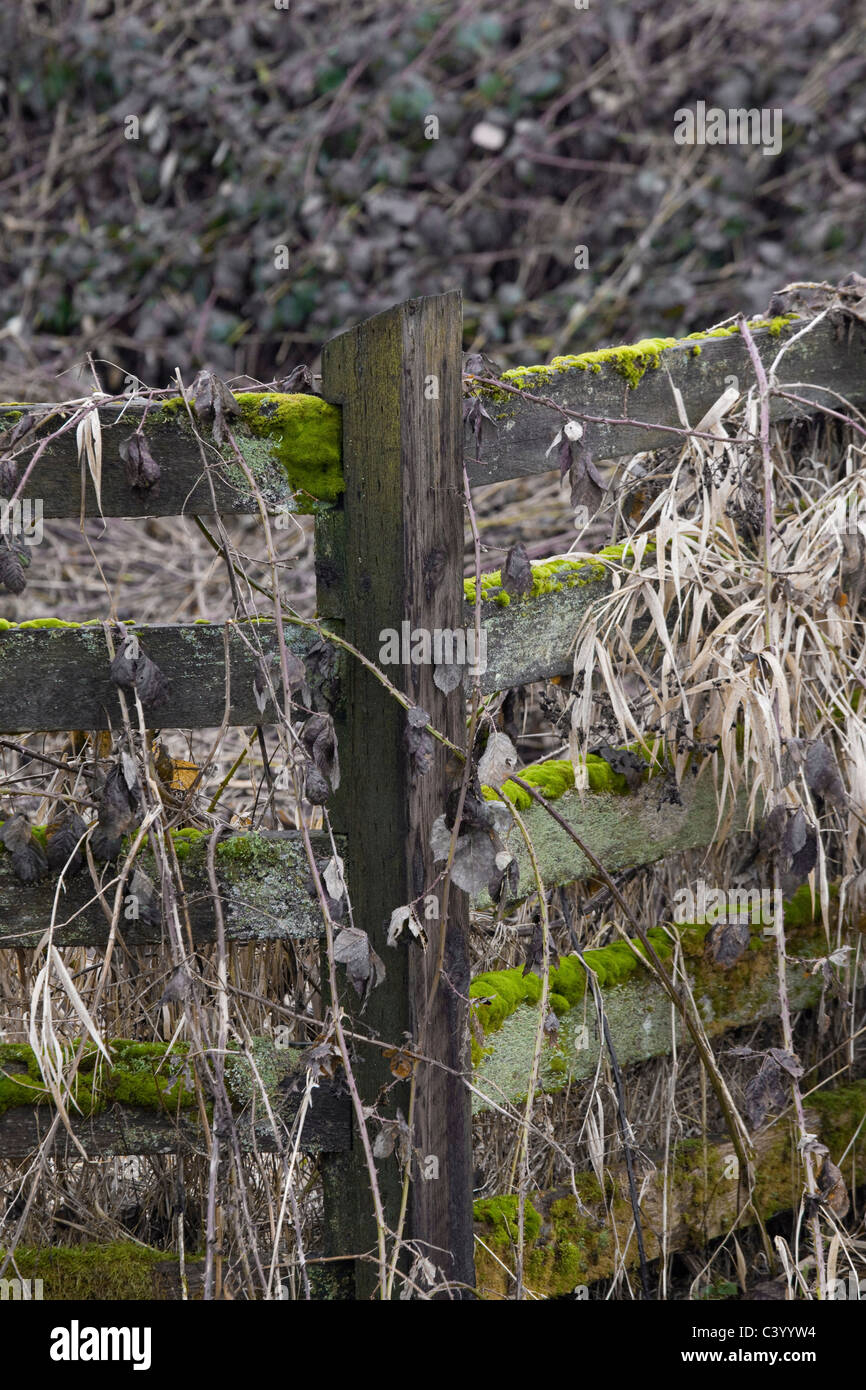 Entangled Brambles Blackberry brambles pacific hi-res stock photography and images - Alamy