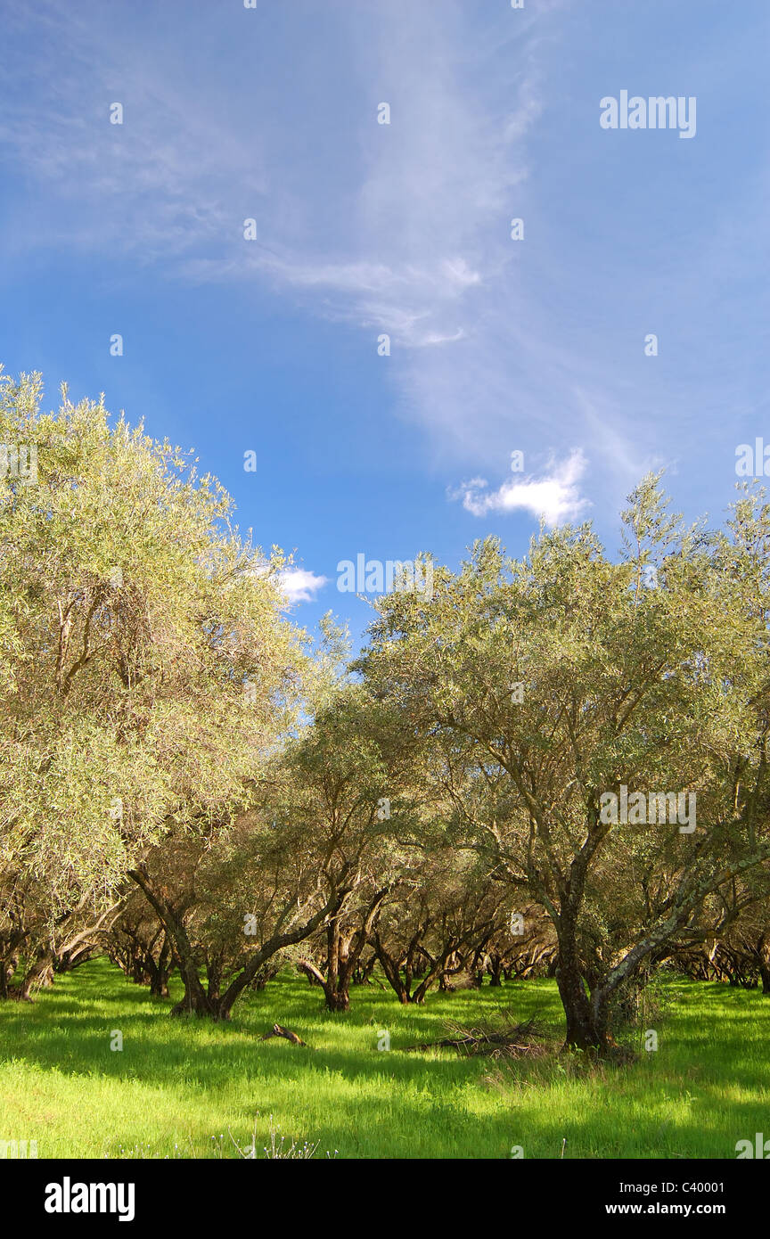 orchard in springtime Stock Photo