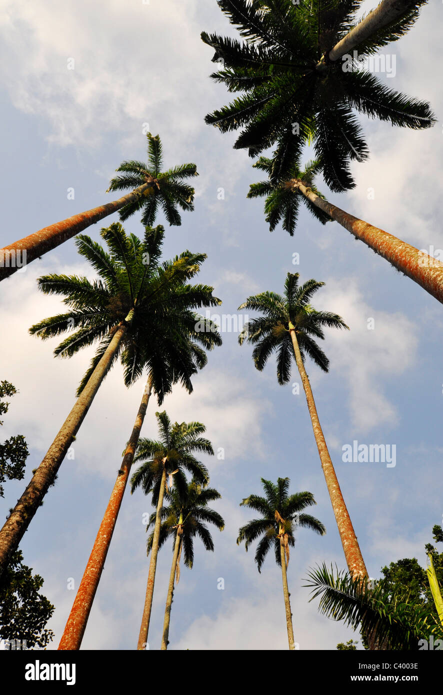 miami palm trees wallpaper