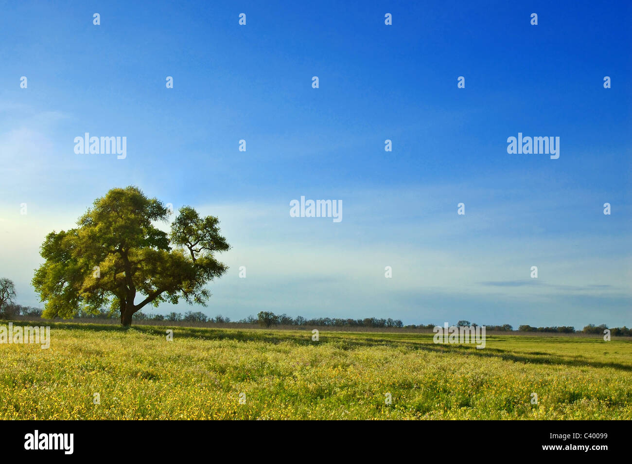 Tree in spring landscape hi-res stock photography and images - Alamy