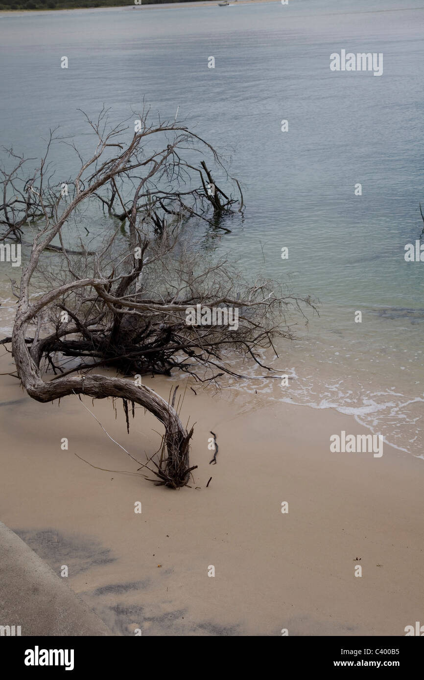 Tree at waters edge hi-res stock photography and images - Alamy