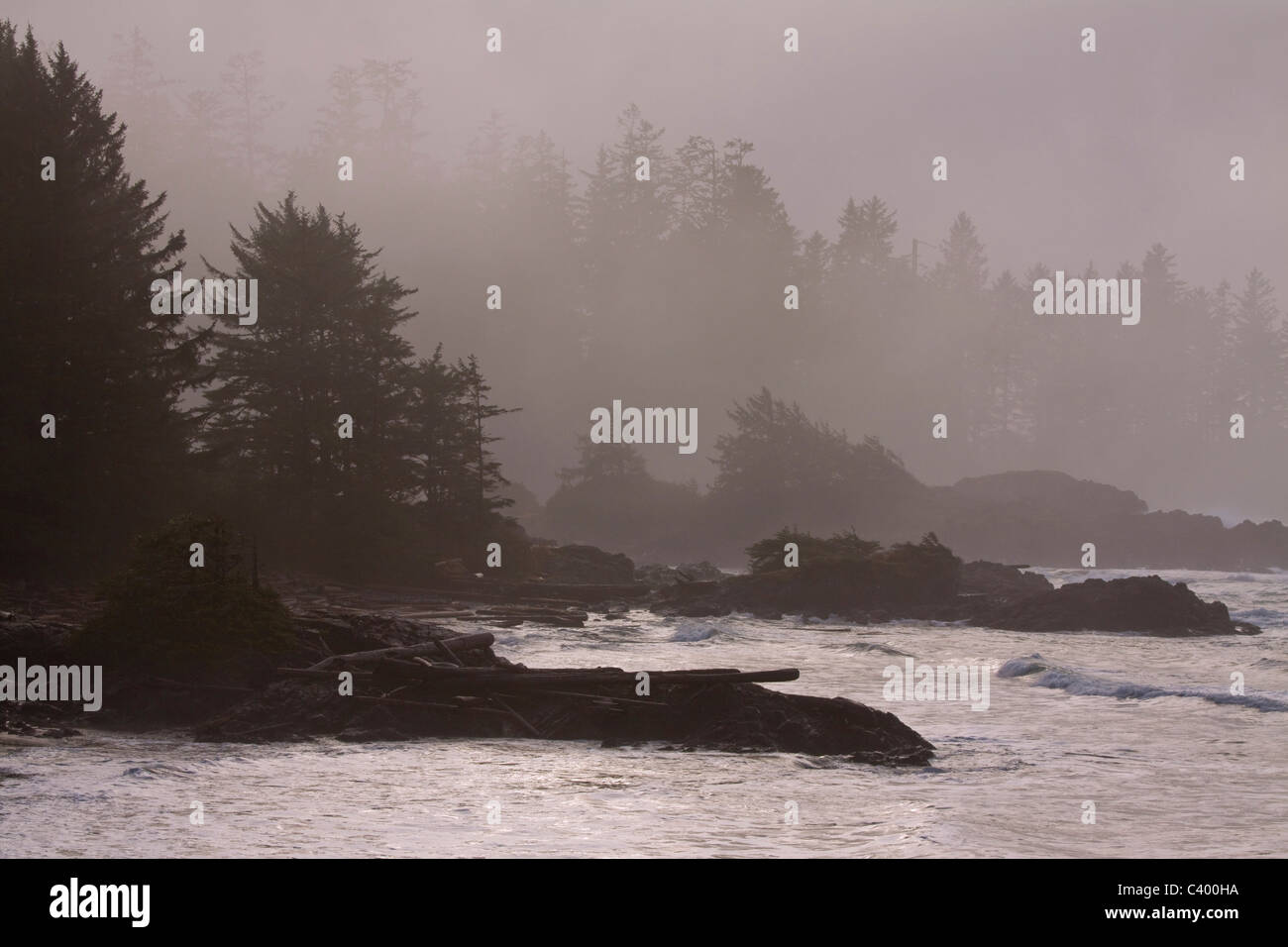 Sunlight filtered through mist and trees, Pacific Rim National Park, Vancouver Island, British Columbia Stock Photo