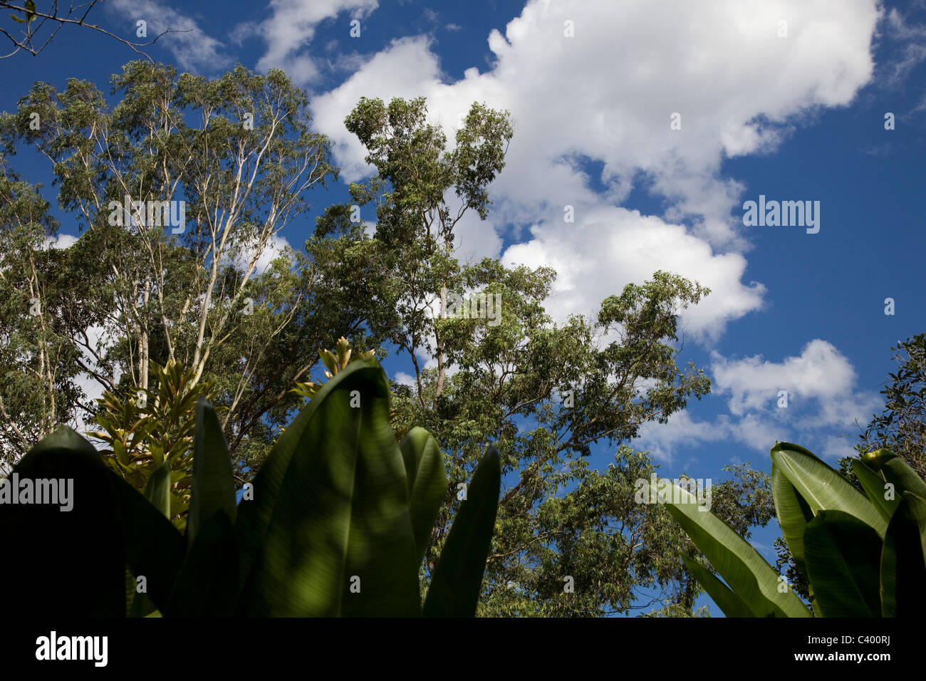Trees and Blue sky and clouds Stock Photo - Alamy