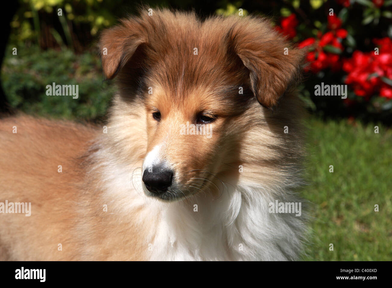Rough Collie pup Stock Photo