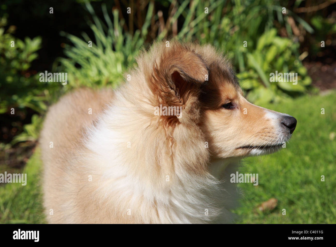 Rough Collie pup Stock Photo - Alamy