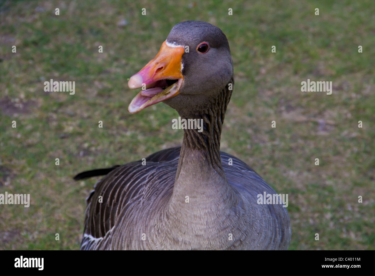 I had to get closer but at this point I was too close for this greylag goose to tolerate Stock Photo