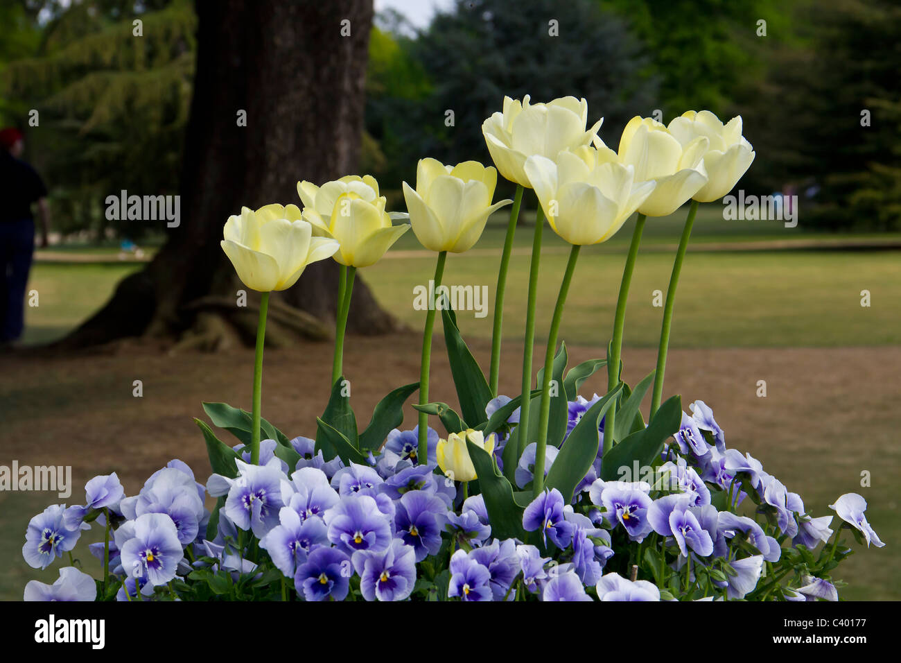 A lovely mixture of nice yellow tulips with a mass of violet pansies Stock Photo