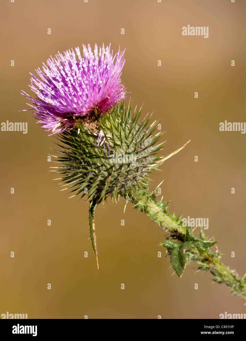 The Canada Thistle is a familiar perennial in Montana. Stock Photo