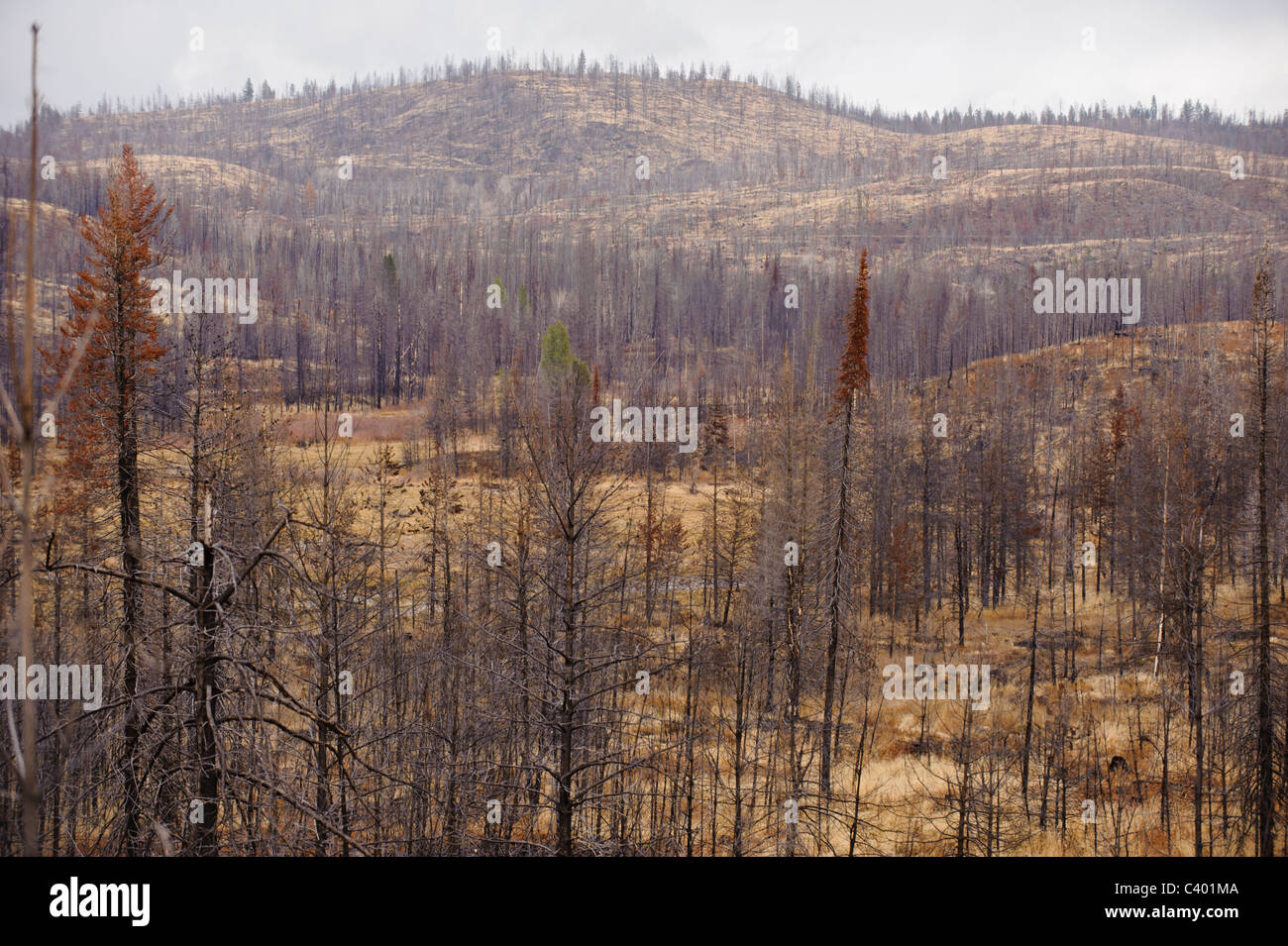 The aftermath of a forest fire in Seeley Lake, Montana Stock Photo Alamy