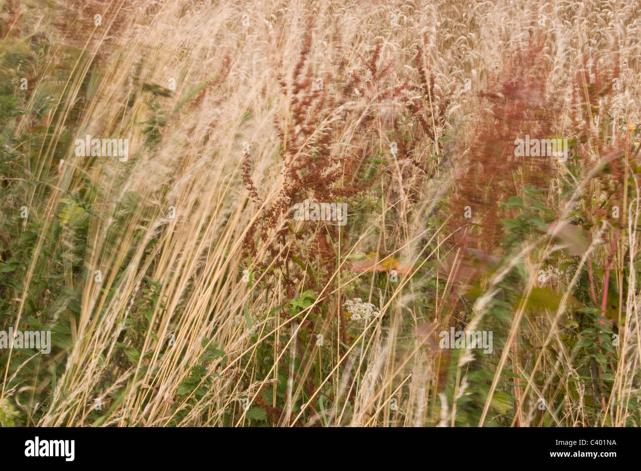 grass verge straw seeds wind blow rushes edge field english england