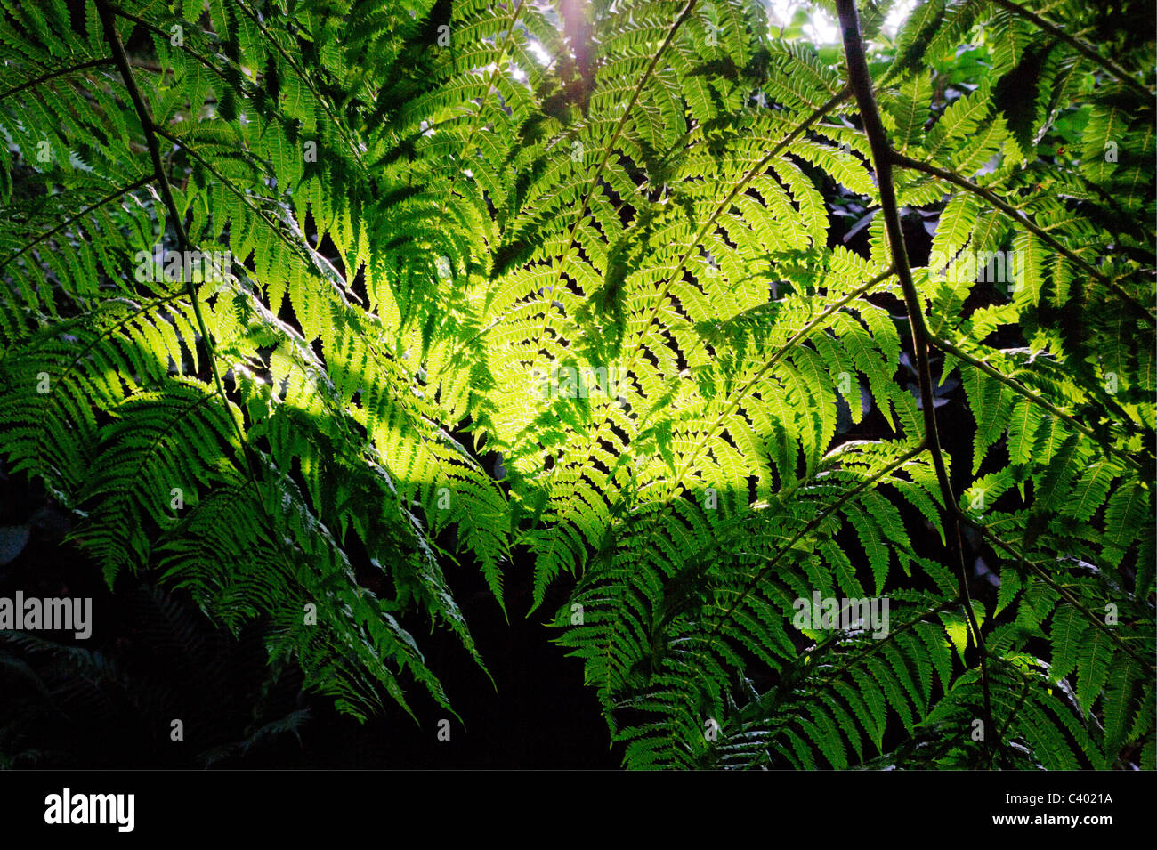 Australian tree fern hi-res stock photography and images - Alamy