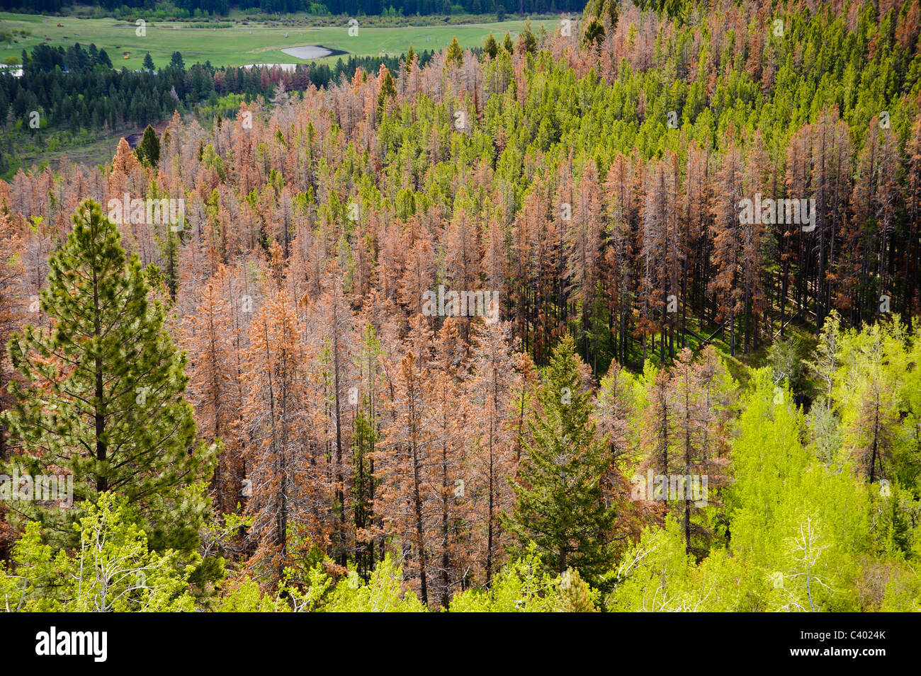 The top of MacDonald Pass at the Continental Divide near Helena, Montana, shows damage from the mountain pine beetle. Stock Photo