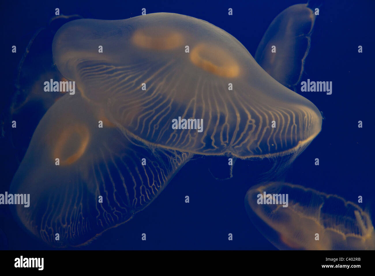 Jellyfish swimming in clear blue water Stock Photo - Alamy