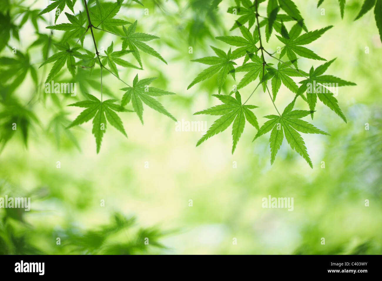green maple leaves Stock Photo