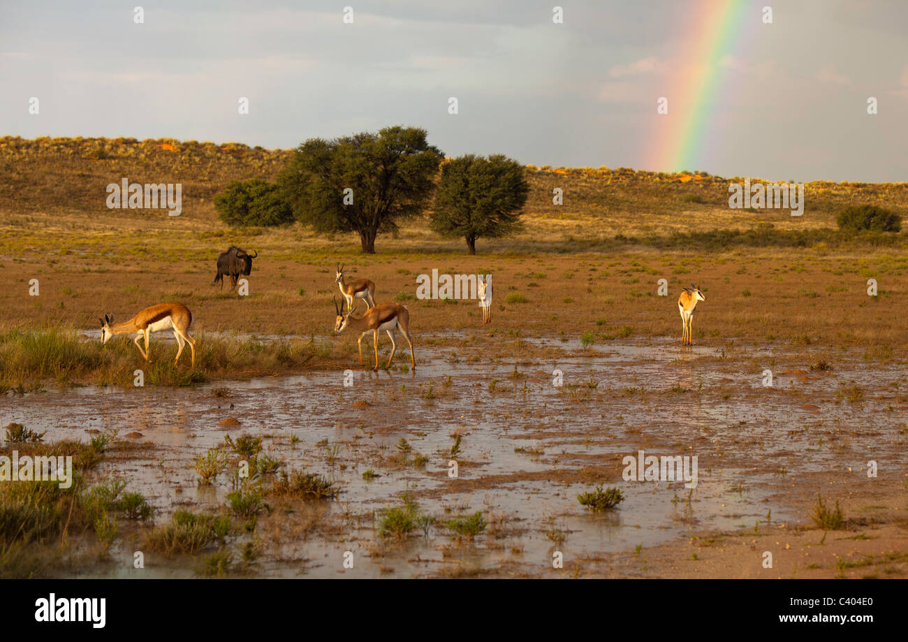 after the rain Stock Photo - Alamy