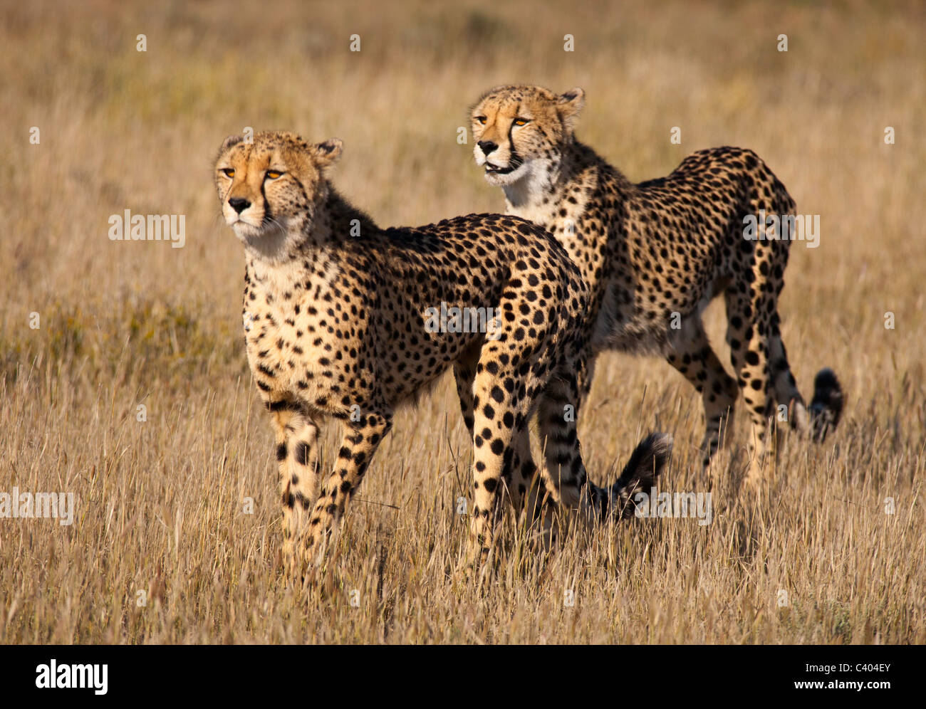 cheetah duo hunting Stock Photo Alamy