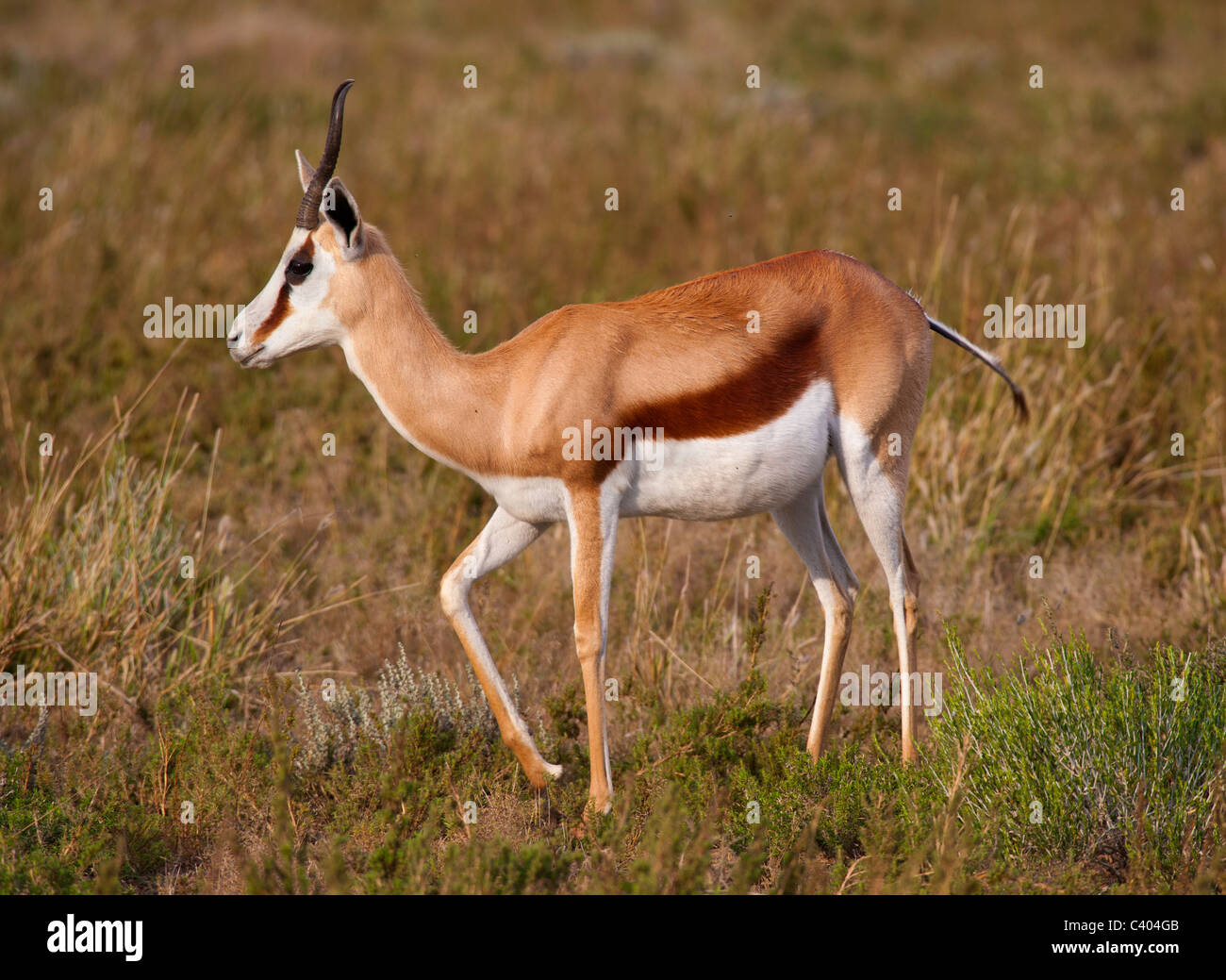 springbok female pregnant Stock Photo