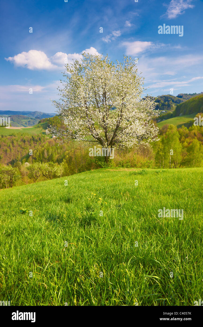 Flowering tree, spring in the Beskidy Mountains, Poland Stock Photo