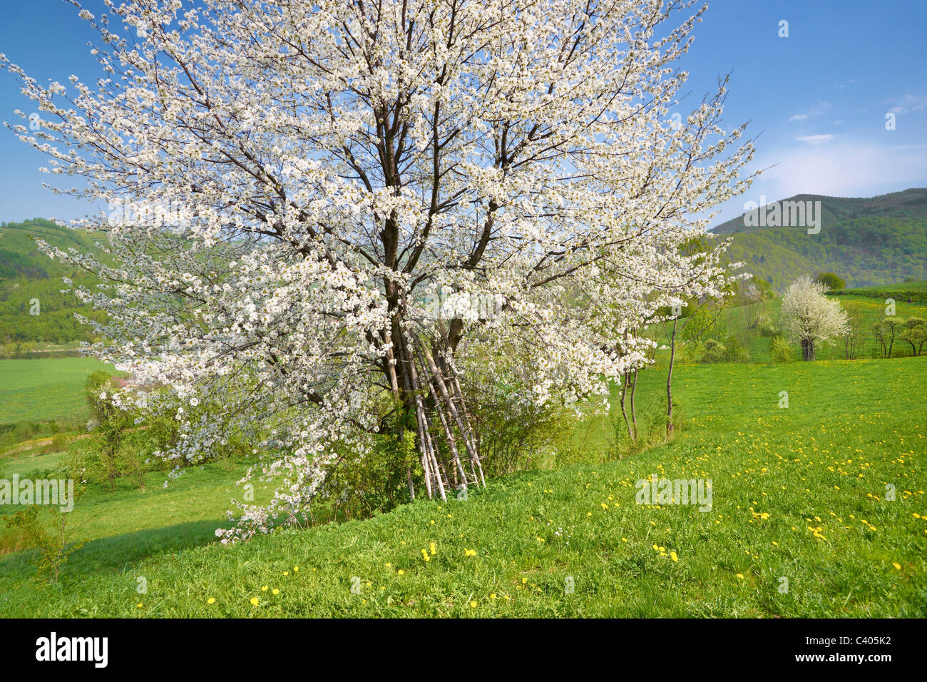 Flowering tree, spring in the Beskidy Mountains, Poland Stock Photo