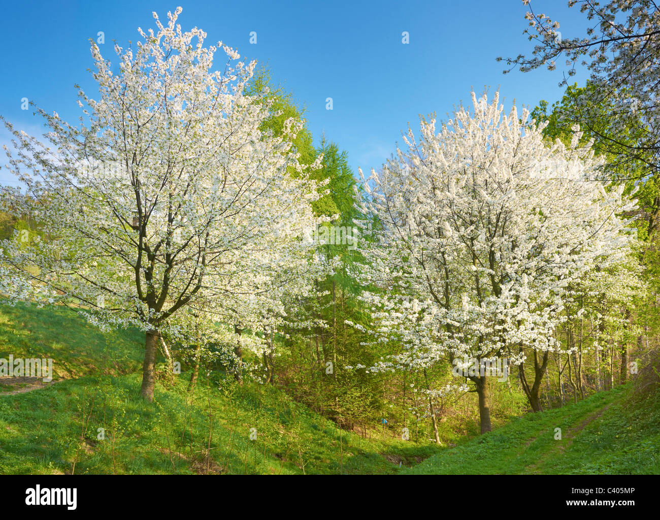 Flowering trees, spring in the Beskidy Mountains, Poland Stock Photo