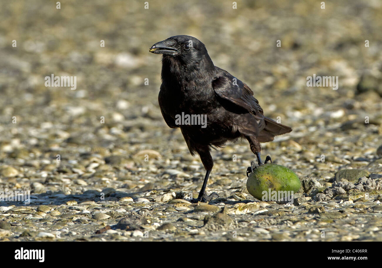 Crow standing on fruit Stock Photo