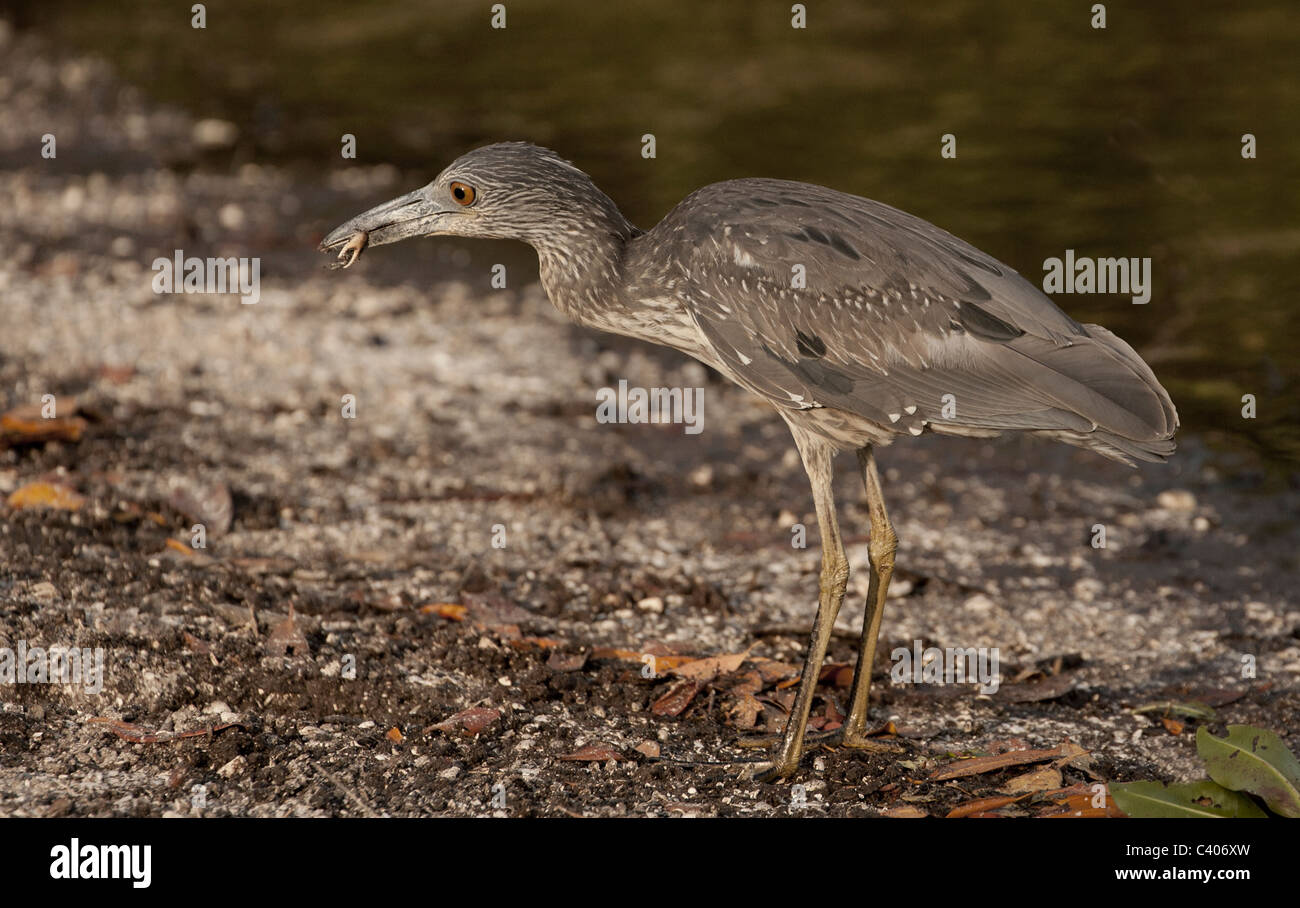 Immature Night Heron eating a crab, Ding Darling Nature Preserve, Sanibel Island. Stock Photo