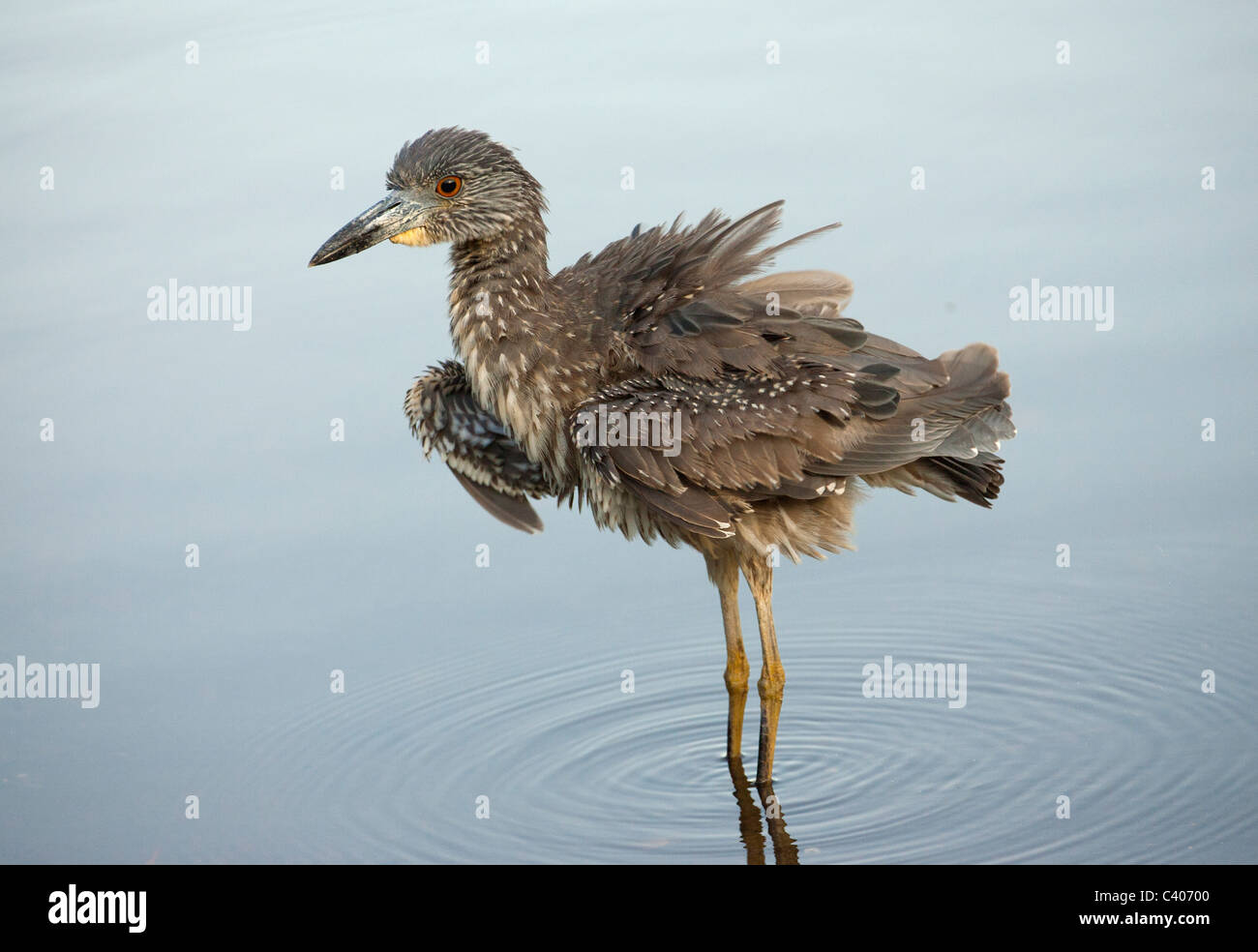 Immature Yellow-Crowned Night Heron ruffling feathers. Stock Photo