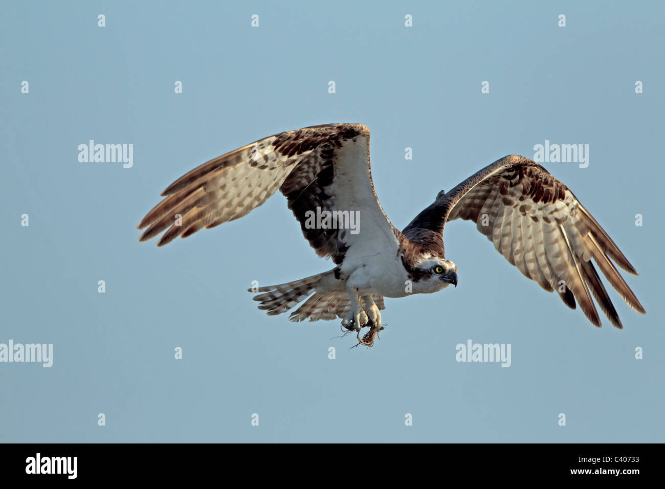 Osprey in flight, Florida Stock Photo