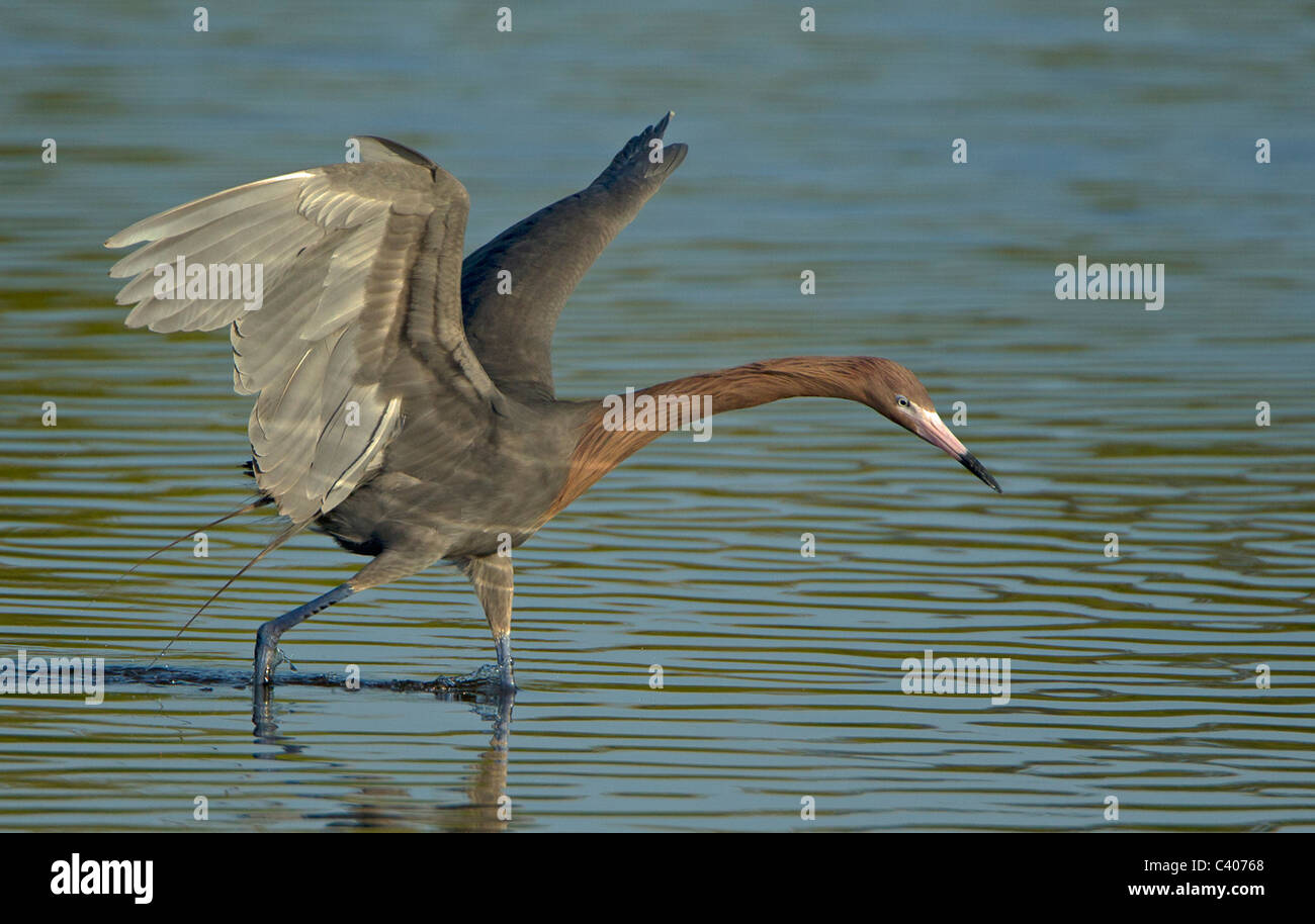 Eager Egret on the move! stock image. Image of bird - 121391367