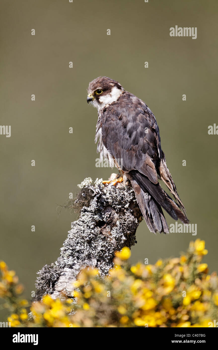 Hobby, Falco subbuteo, single captive bird on branch, Midlands, April 2011 Stock Photo