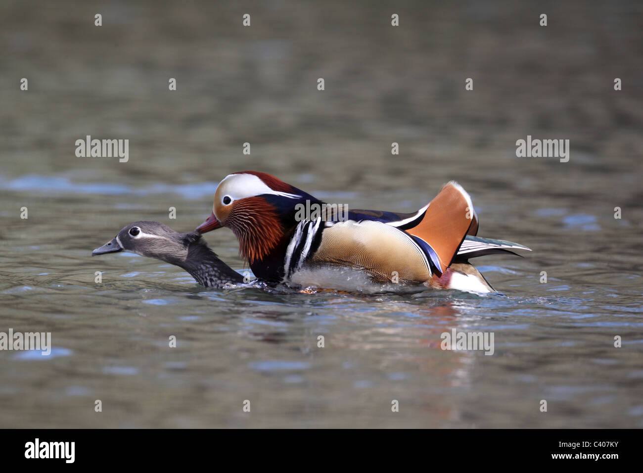 Mandarin duck, Aix galericulata, male and female mating on water, Midlands, April 2011 Stock Photo