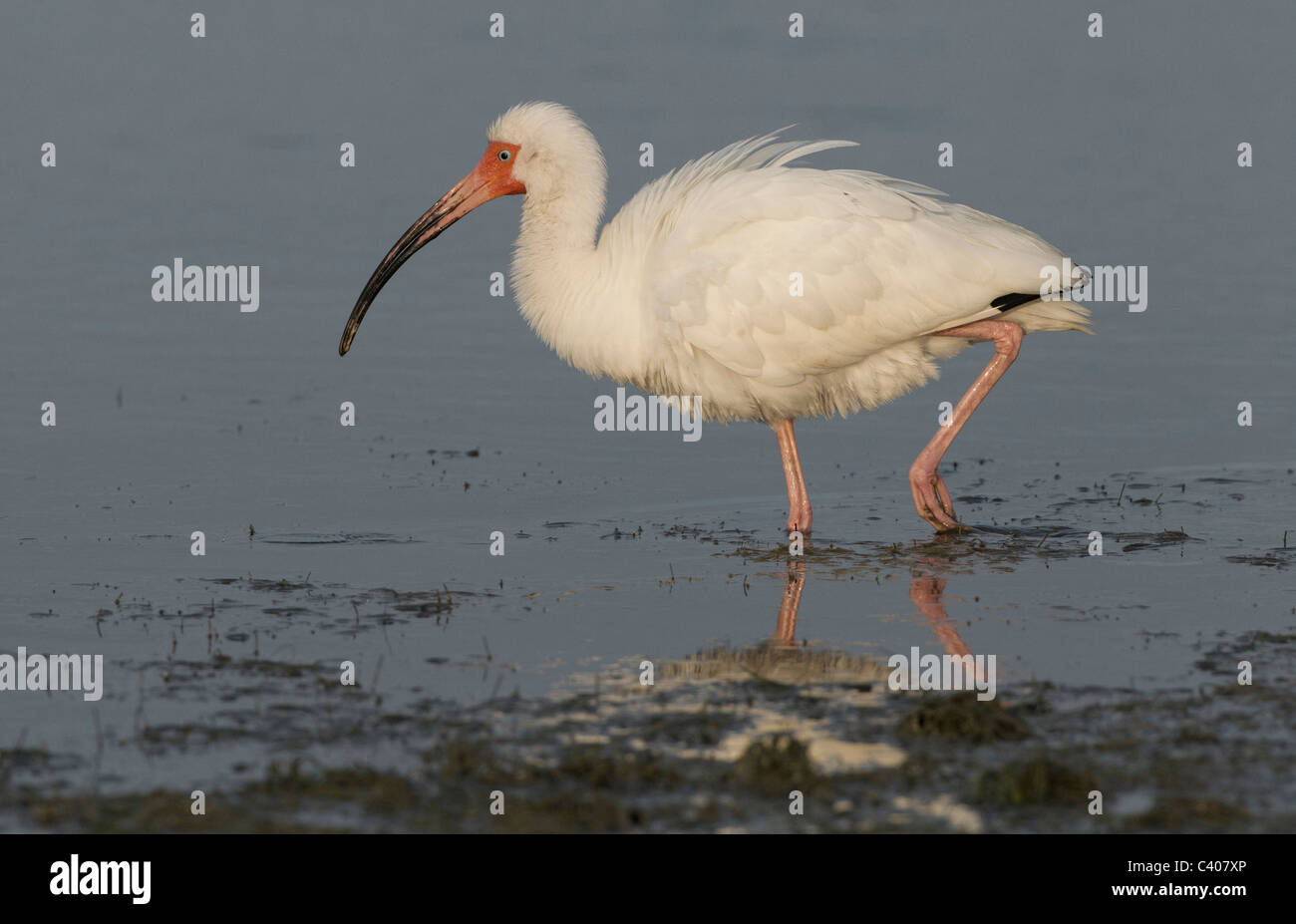 White Ibis feeding in Estero lagoon, Fort Myers, Florida. Stock Photo