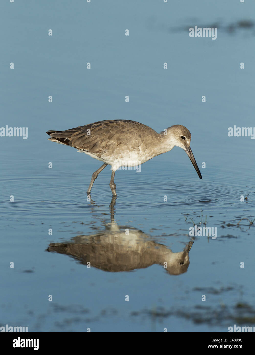 Willet reflection, Estero lagoon Florida Stock Photo Alamy